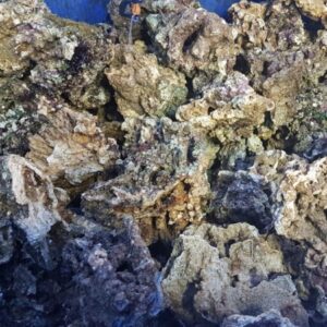 Rocce Vive per Acquario Marino – Naturali, Porose e Ricche di Biodiversità