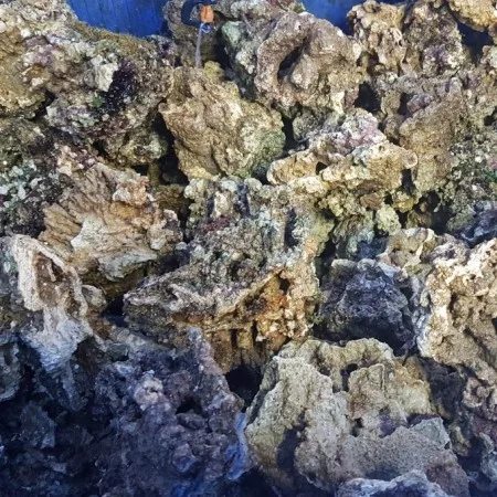 Rocce Vive per Acquario Marino – Naturali e Porose