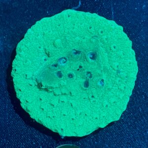 Cyphastrea WYSIWYG-1 | Marin Life