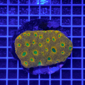 Acanthastrea echinata "Toxic Honeycomb" WYSIWYG – Corallo LPS