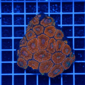 Acanthastrea lordhowensis Orange Colony WYSIWYG – Corallo LPS