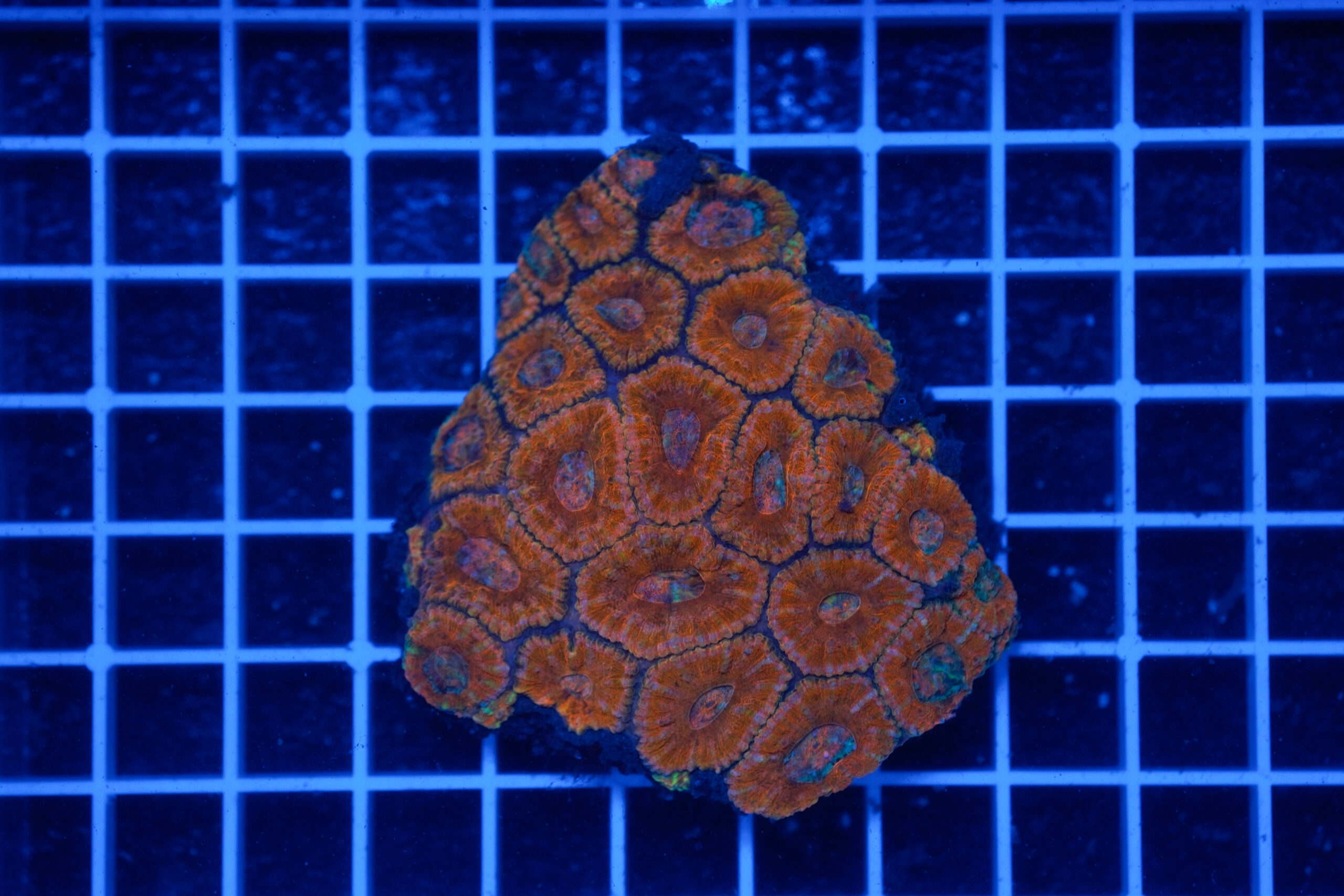 Acanthastrea lordhowensis Orange Colony WYSIWYG – Corallo LPS