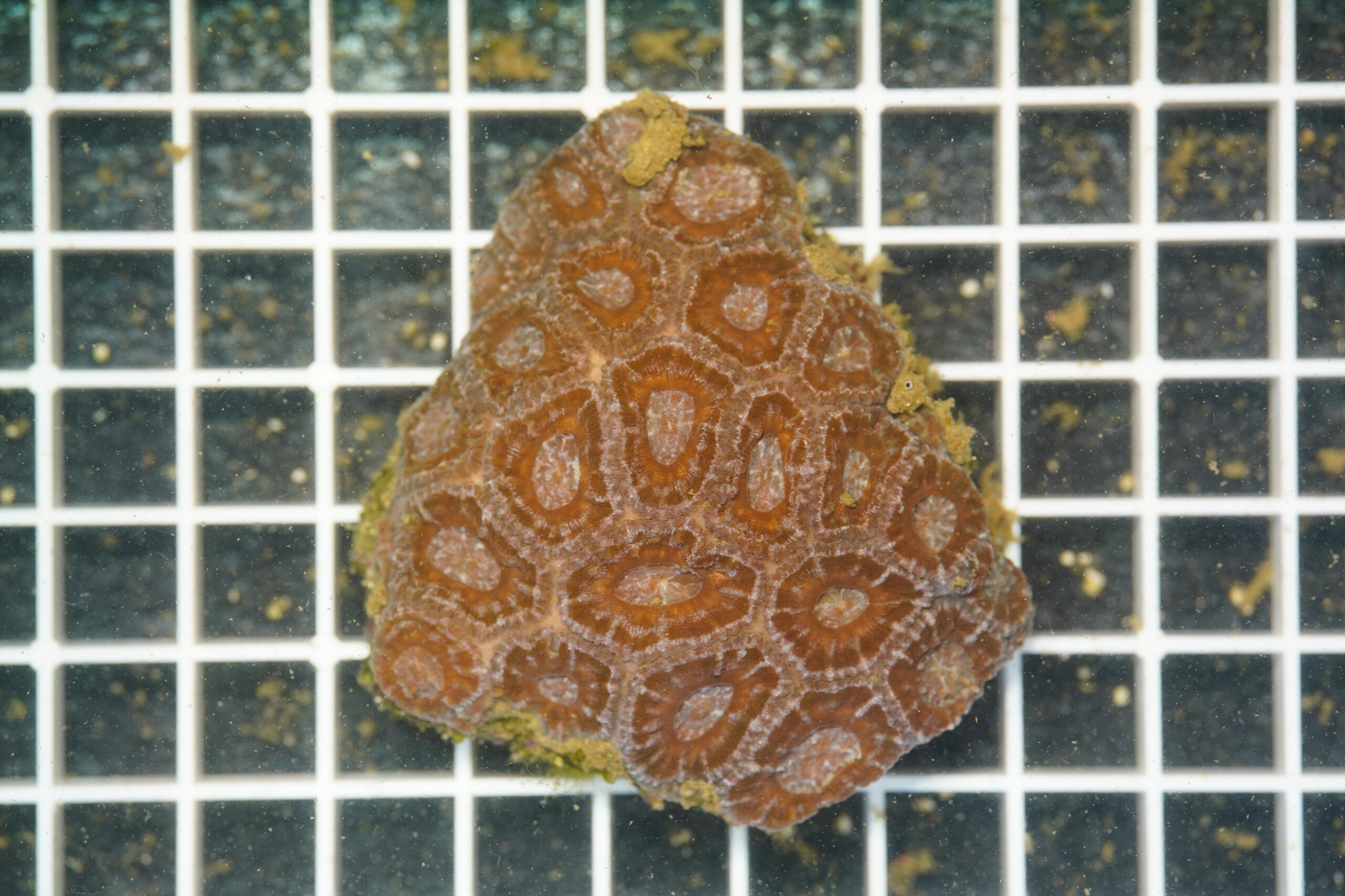Acanthastrea lordhowensis Orange Colony WYSIWYG – Corallo LPS - immagine 2