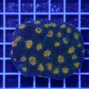 Acanthastrea echinata "Golden Galaxy" WYSIWYG – Corallo LPS