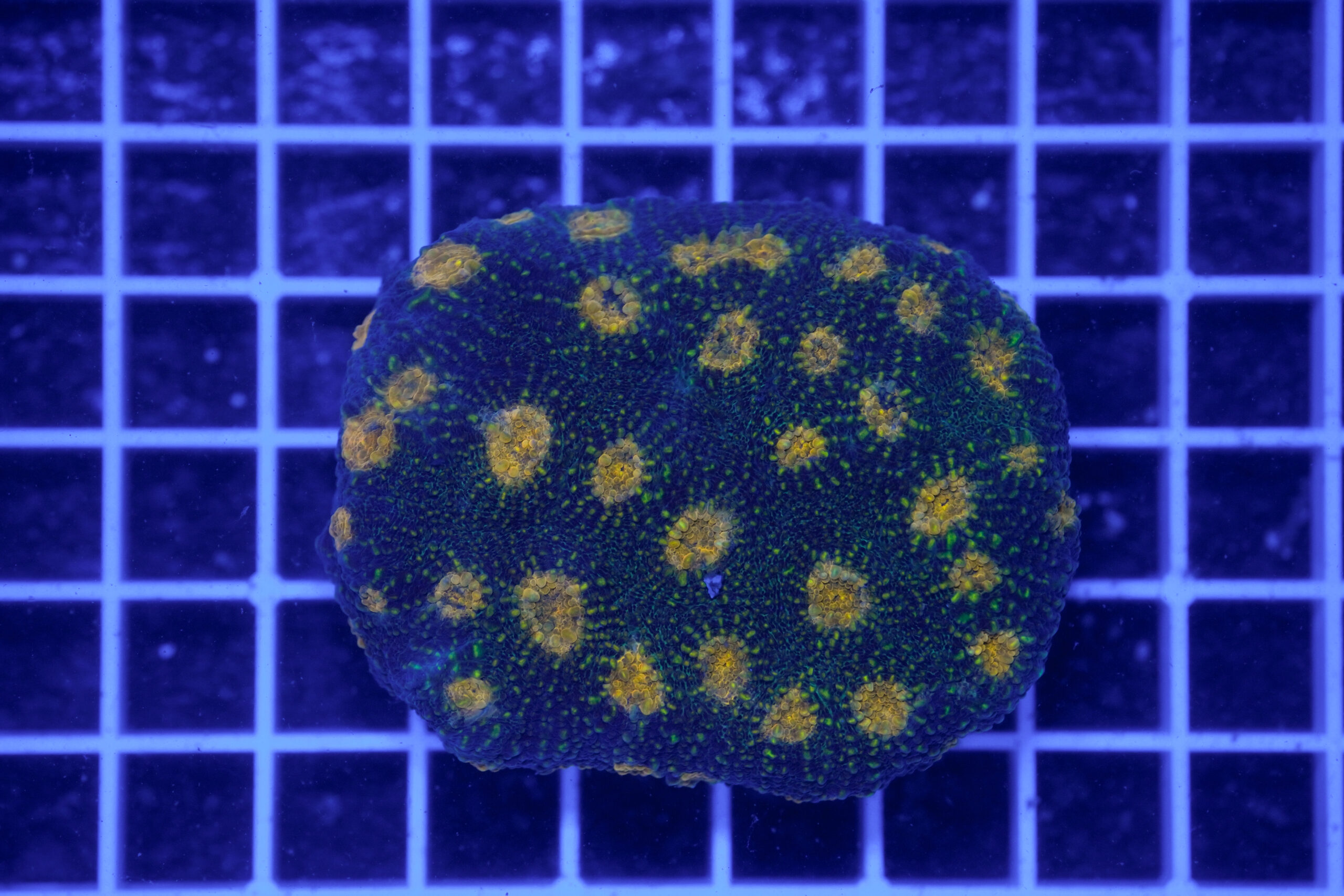 Acanthastrea echinata "Golden Galaxy" WYSIWYG – Corallo LPS