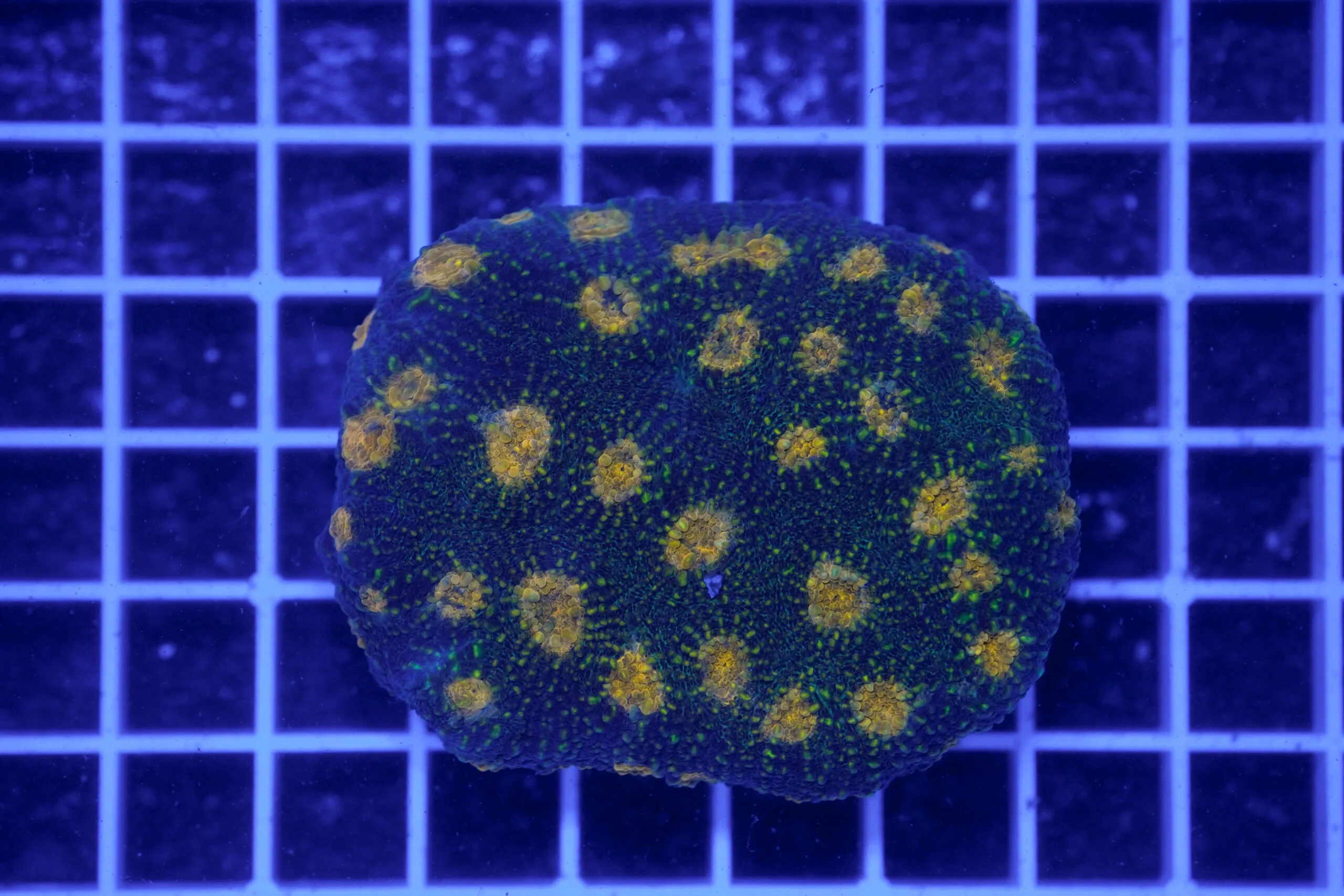 Acanthastrea echinata "Golden Galaxy" WYSIWYG – Corallo LPS