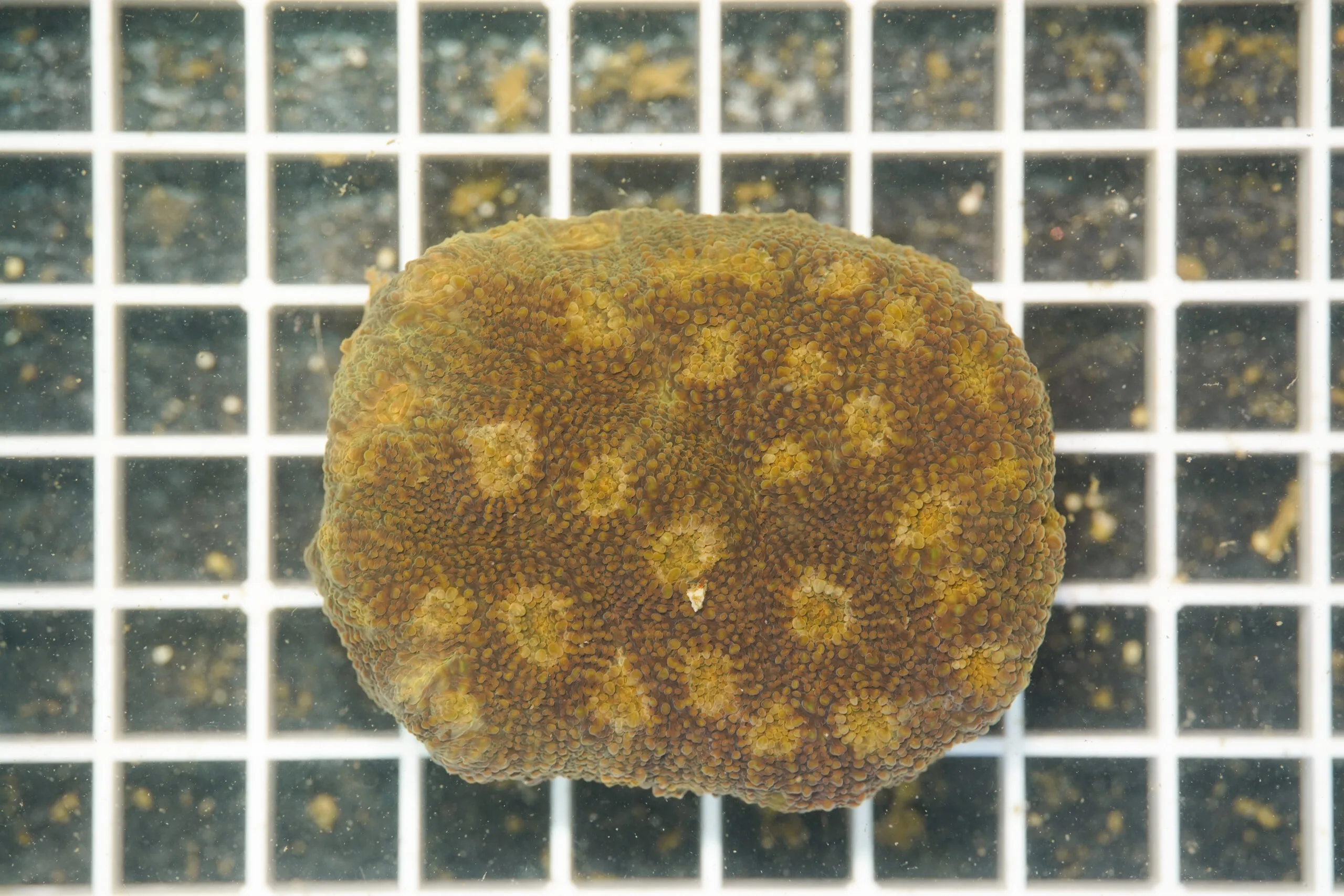 Acanthastrea echinata "Golden Galaxy" WYSIWYG – Corallo LPS - immagine 2