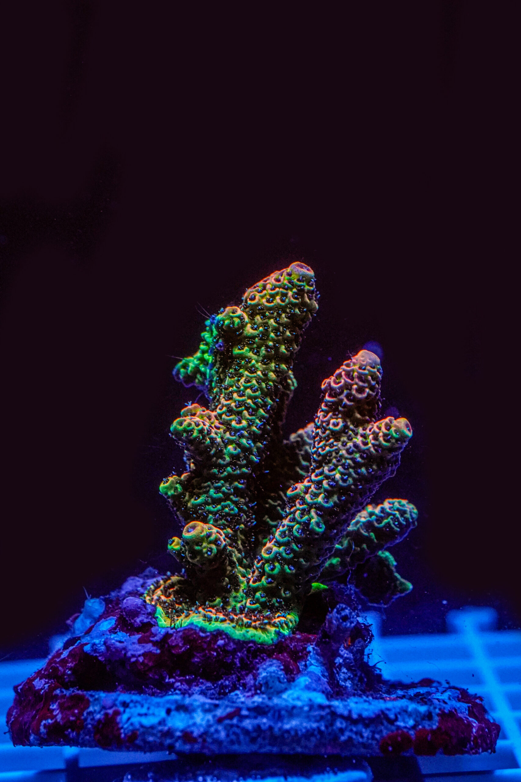 Acropora spp. WYSIWYG1 – Mini Colonia SPS - immagine 2