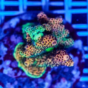 Acropora spp. WYSIWYG1 – Mini Colonia SPS