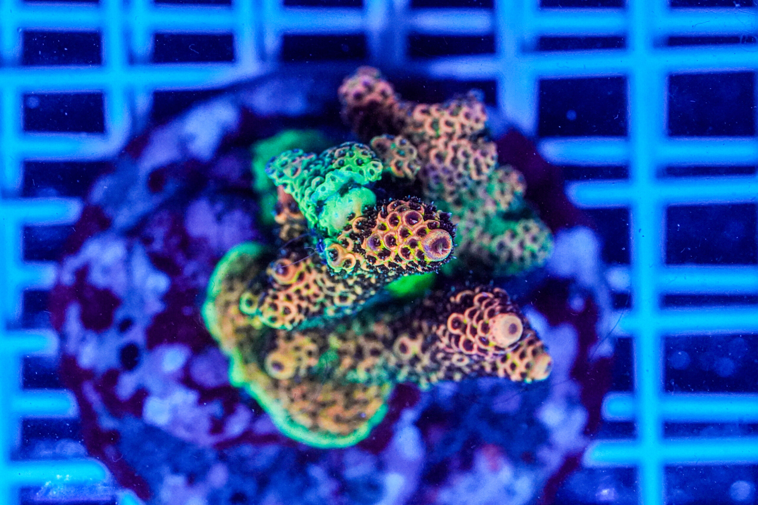 Acropora spp. WYSIWYG1 – Mini Colonia SPS