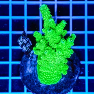 Acropora spp. WYSIWYG10 – Mini Colonia SPS