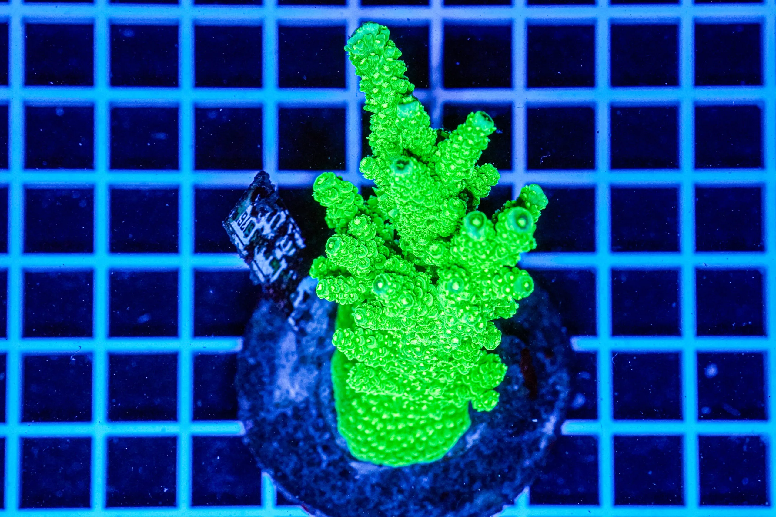 Acropora spp. WYSIWYG10 – Mini Colonia SPS