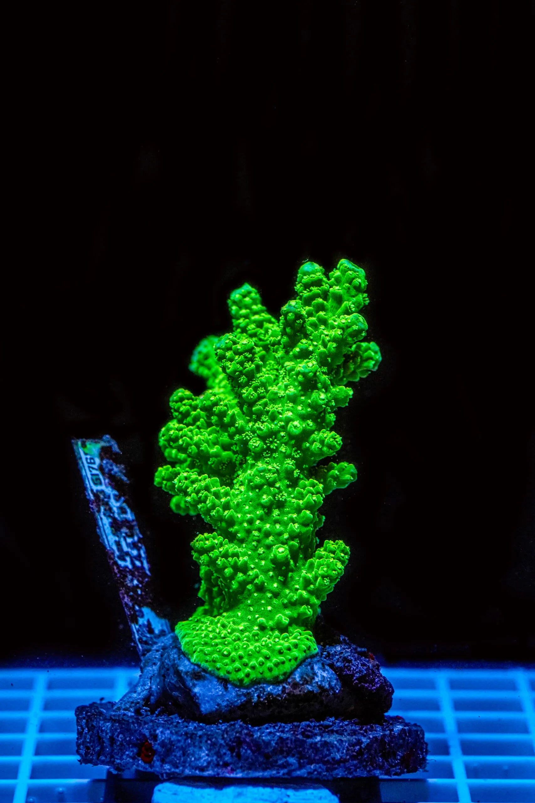 Acropora spp. WYSIWYG10 – Mini Colonia SPS - immagine 2