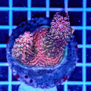 Acropora spp. WYSIWYG11 – Mini Colonia SPS