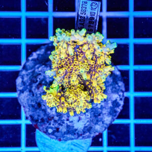Acropora spp. WYSIWYG12 – Mini Colonia SPS