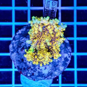 Acropora spp. WYSIWYG12 – Mini Colonia SPS