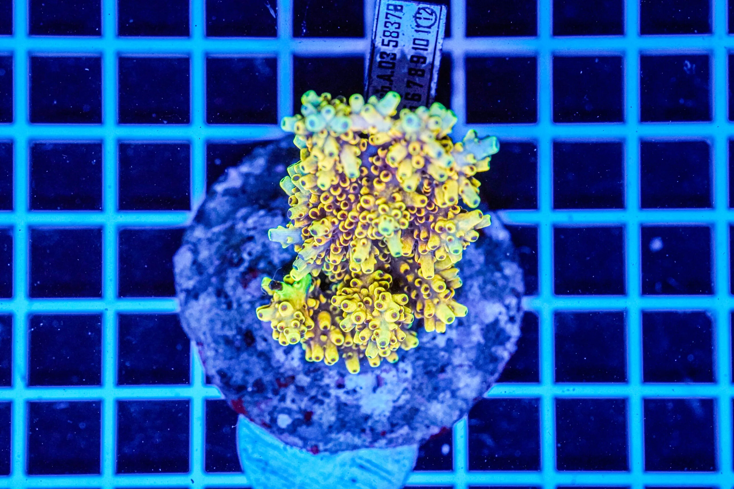Acropora spp. WYSIWYG12 – Mini Colonia SPS