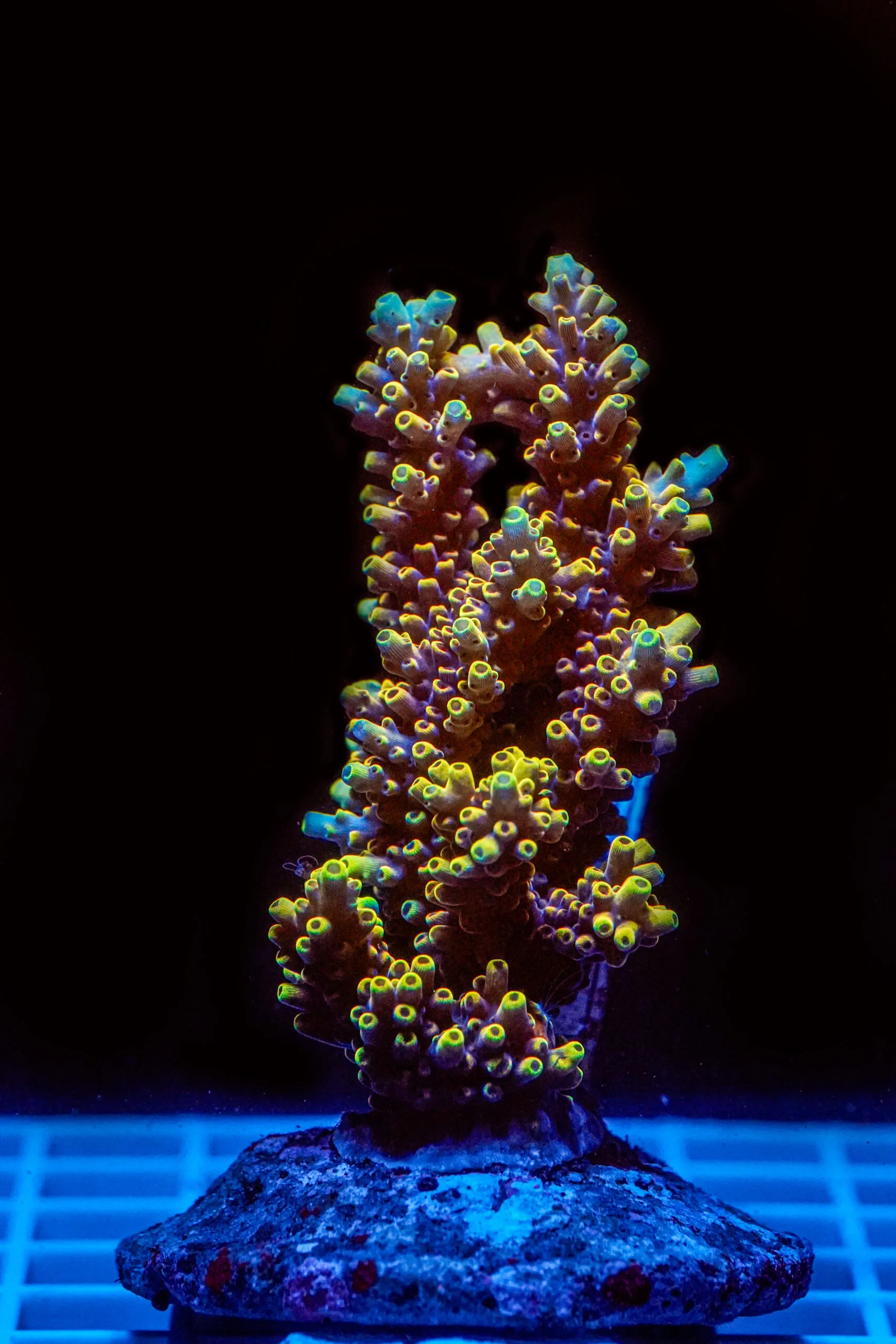 Acropora spp. WYSIWYG12 – Mini Colonia SPS - immagine 2