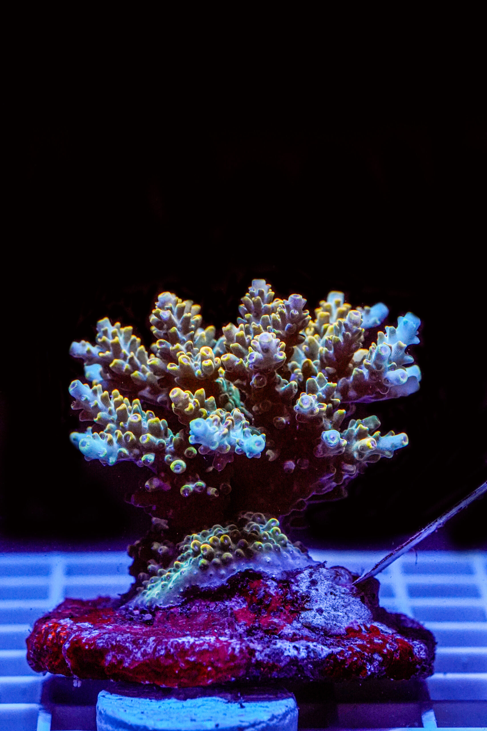 Acropora spp. WYSIWYG13 – Mini Colonia SPS - immagine 2