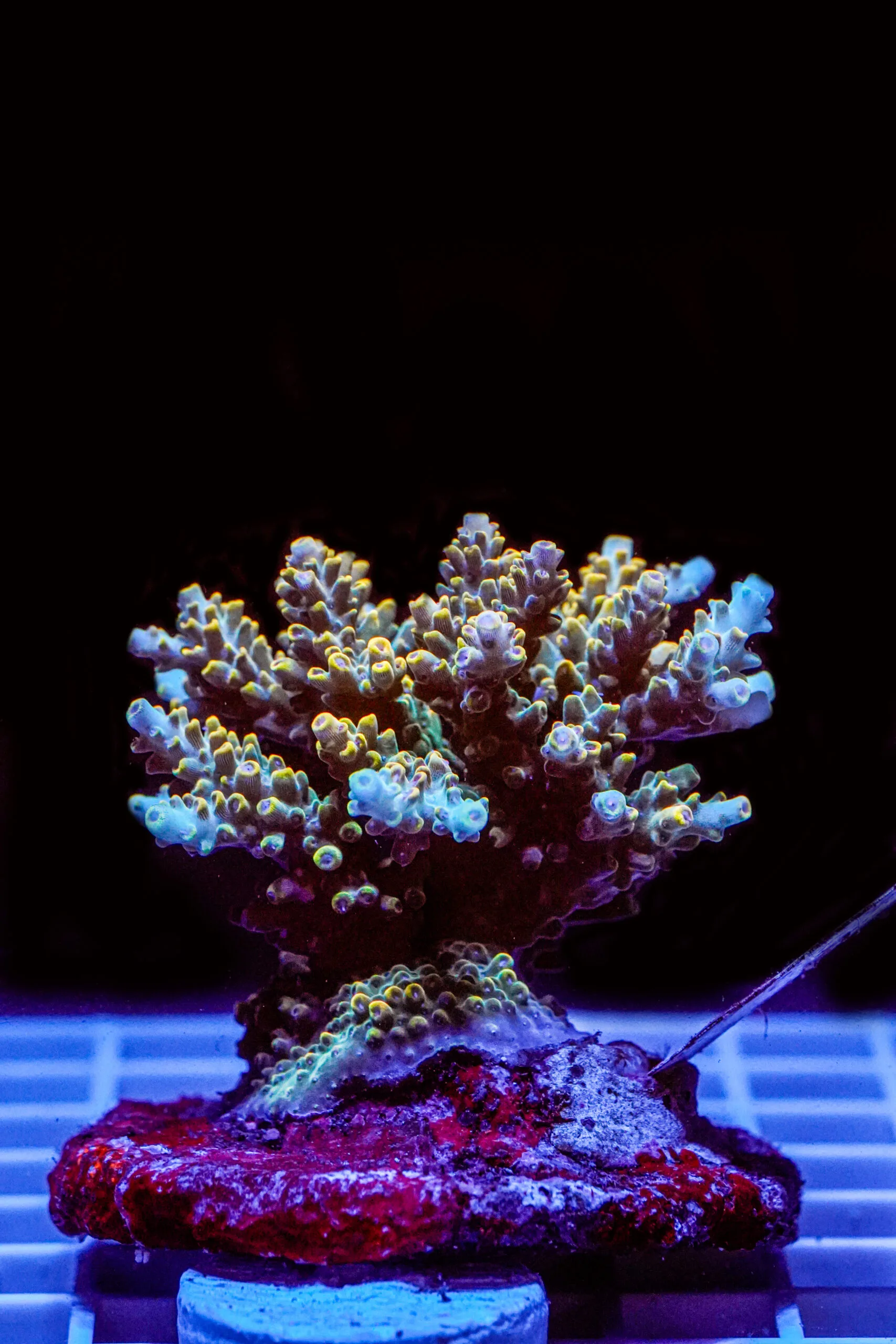 Acropora spp. WYSIWYG13 – Mini Colonia SPS - immagine 2