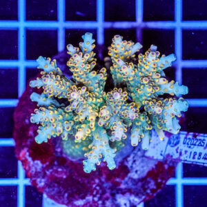 Acropora spp. WYSIWYG13 – Mini Colonia SPS