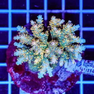 Acropora spp. WYSIWYG13 – Mini Colonia SPS