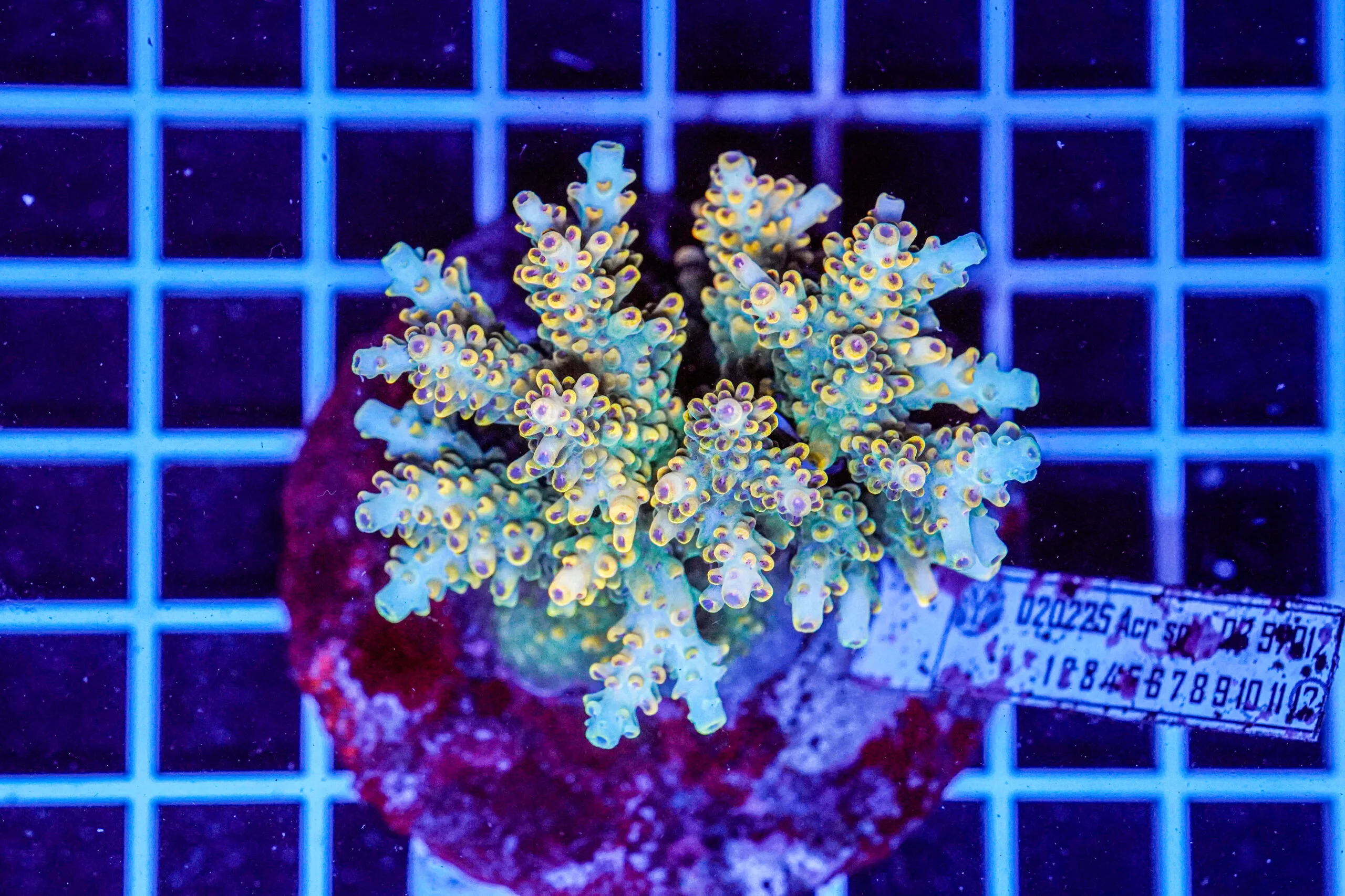 Acropora spp. WYSIWYG13 – Mini Colonia SPS