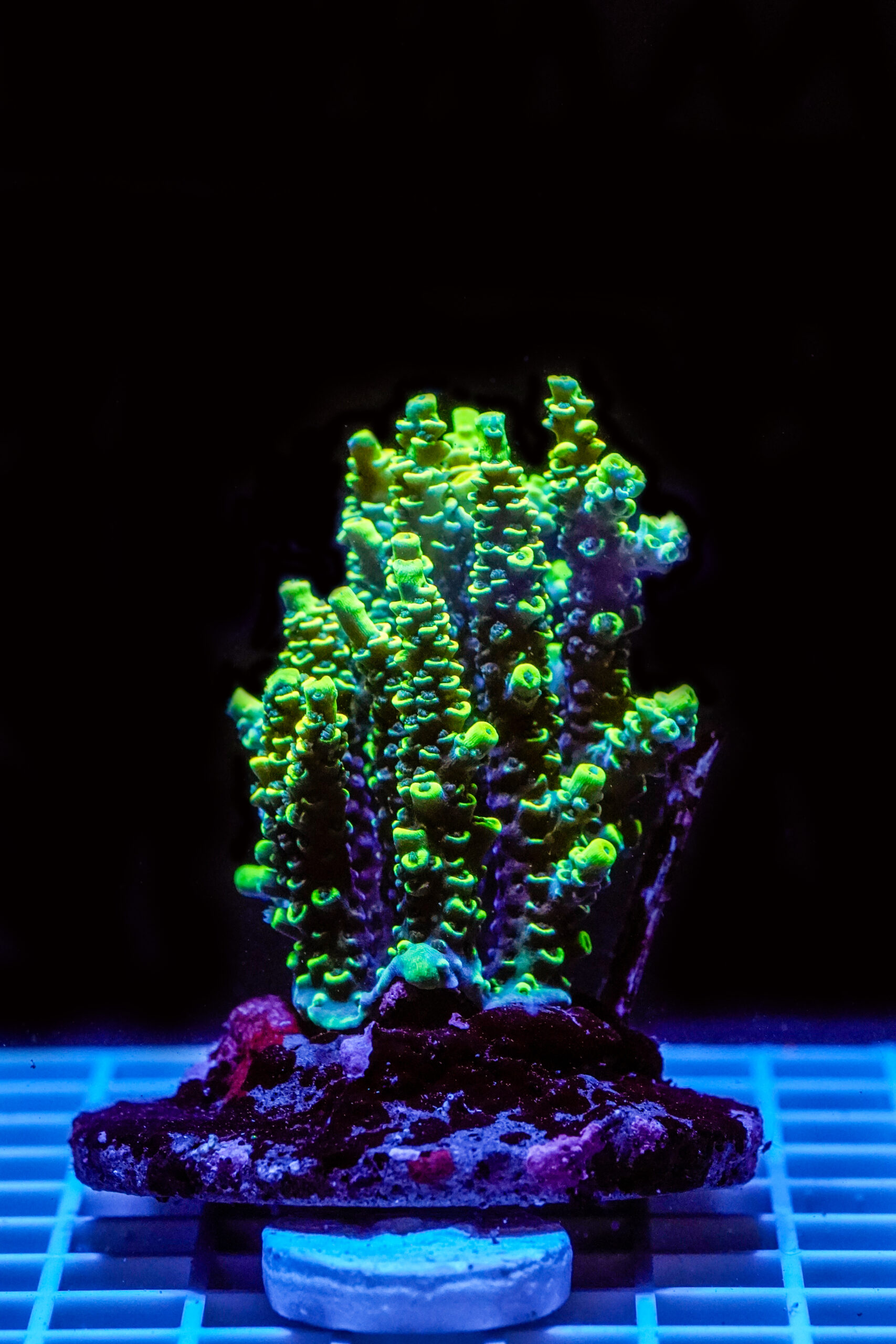 Acropora spp. WYSIWYG14 – Mini Colonia SPS - immagine 2