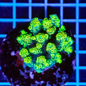 Acropora spp. WYSIWYG14 – Mini Colonia SPS
