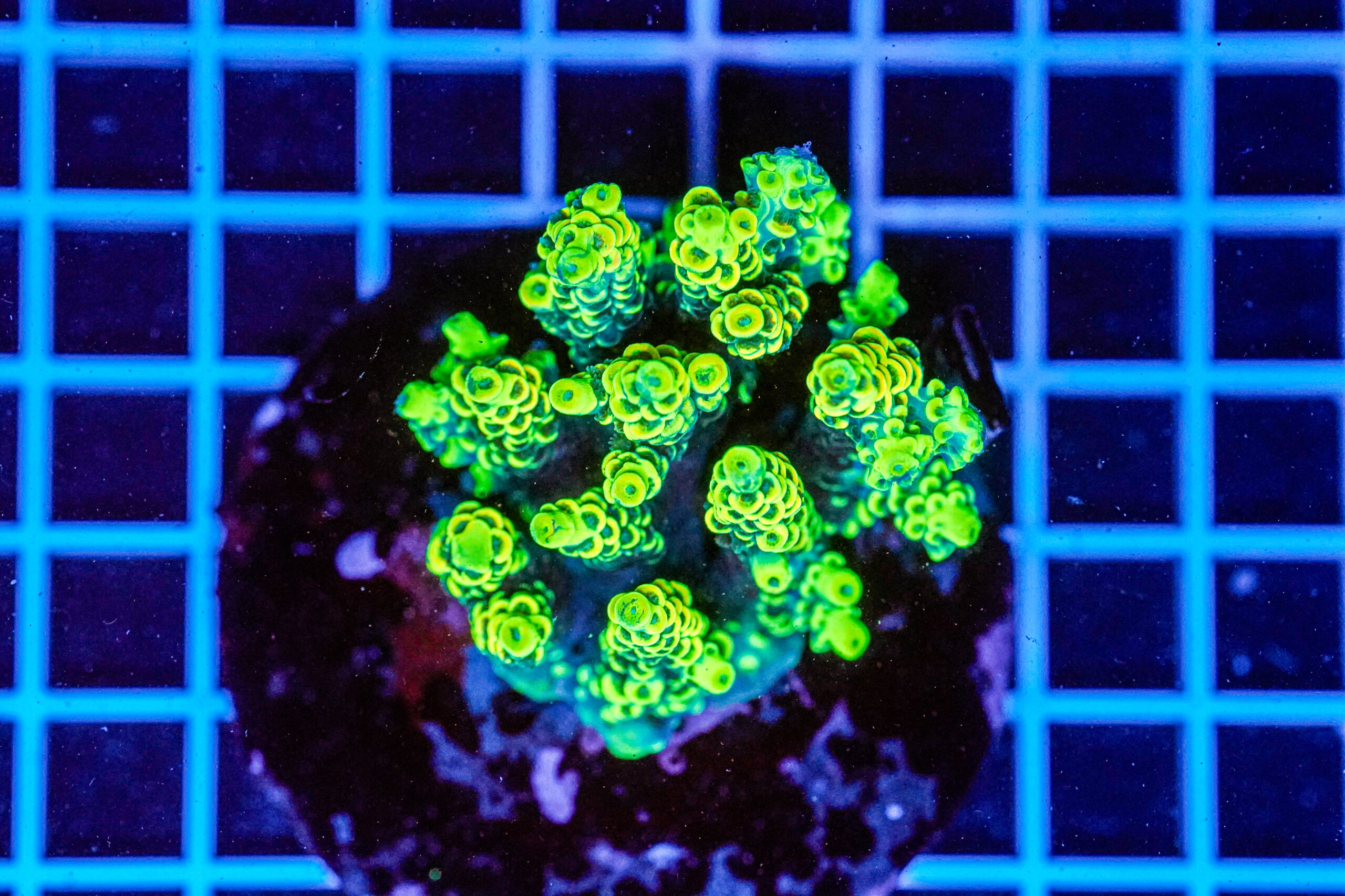Acropora spp. WYSIWYG14 – Mini Colonia SPS