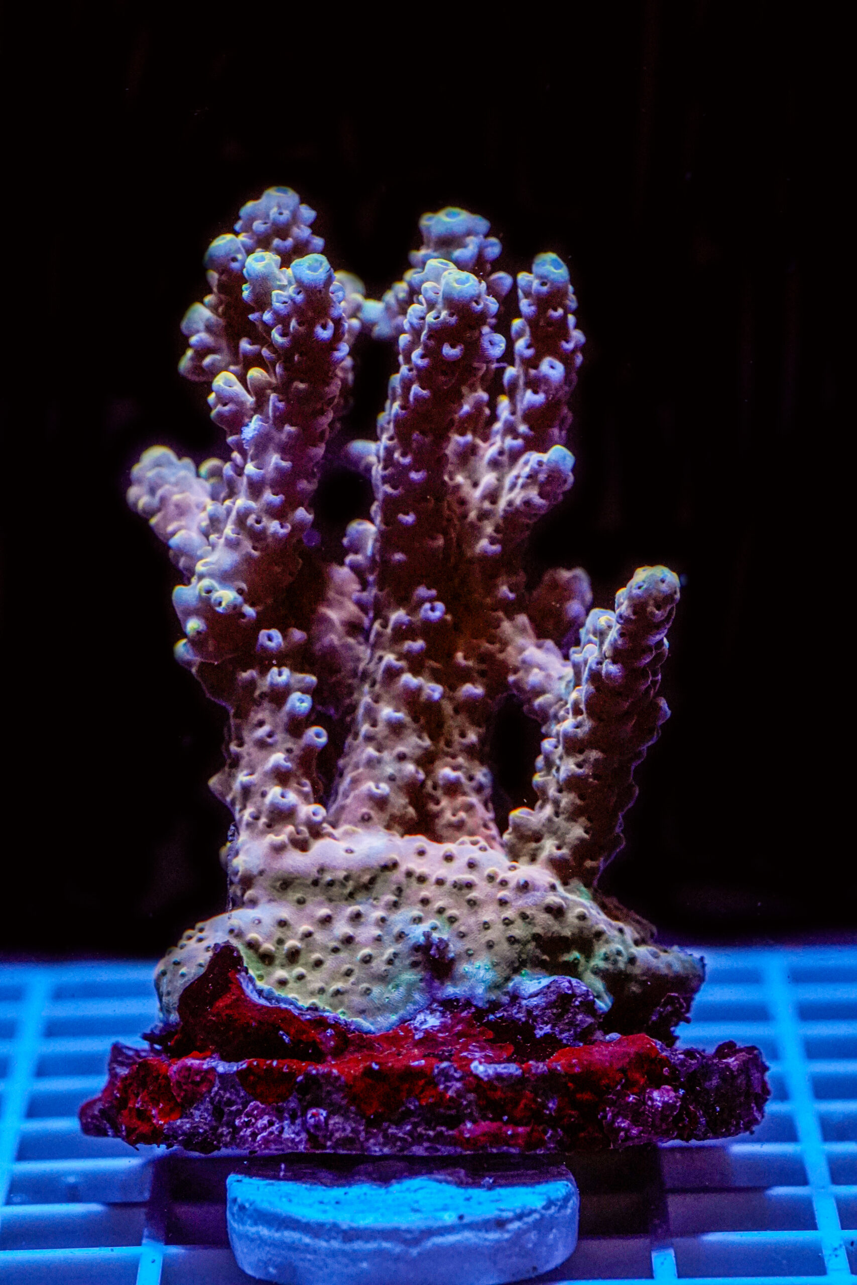 Acropora spp. WYSIWYG15 – Mini Colonia SPS - immagine 2