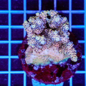 Acropora spp. WYSIWYG15 – Mini Colonia SPS