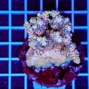 Acropora spp. WYSIWYG15 – Mini Colonia SPS