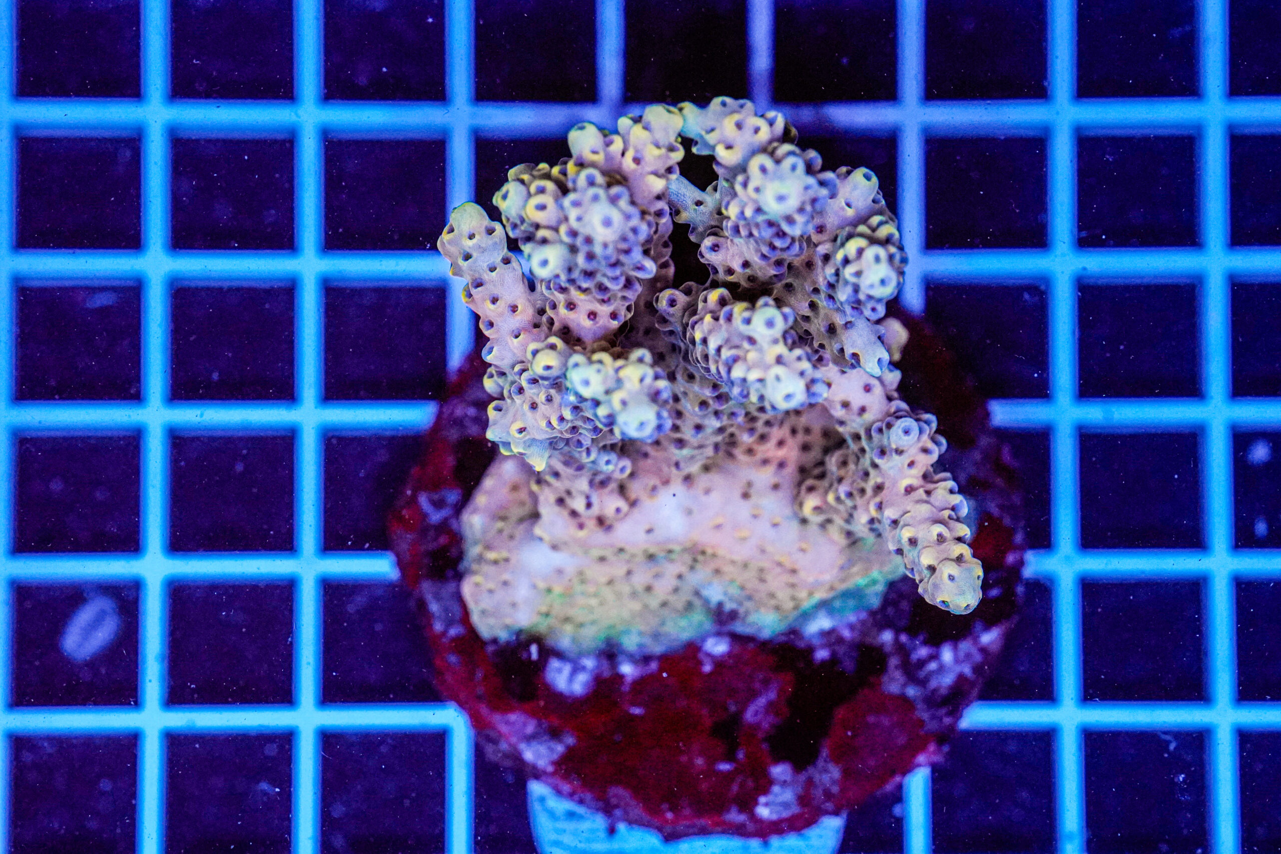 Acropora spp. WYSIWYG15 – Mini Colonia SPS