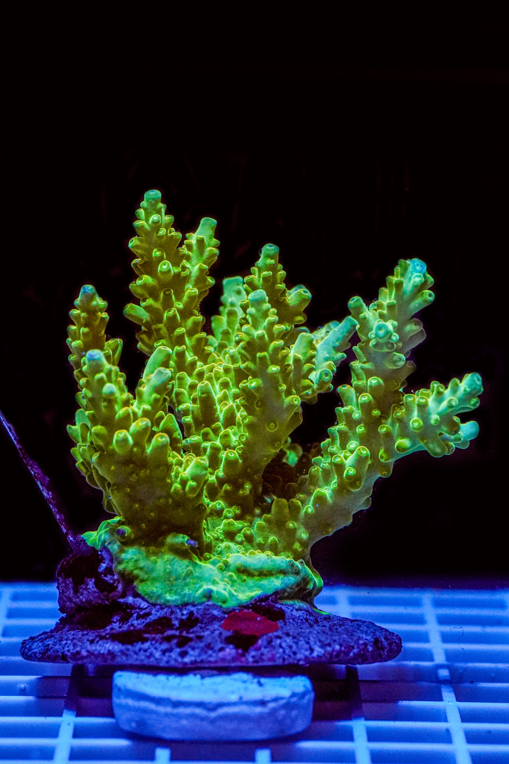 Acropora spp. WYSIWYG16 – Mini Colonia SPS - immagine 2