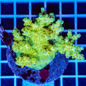 Acropora spp. WYSIWYG16 – Mini Colonia SPS