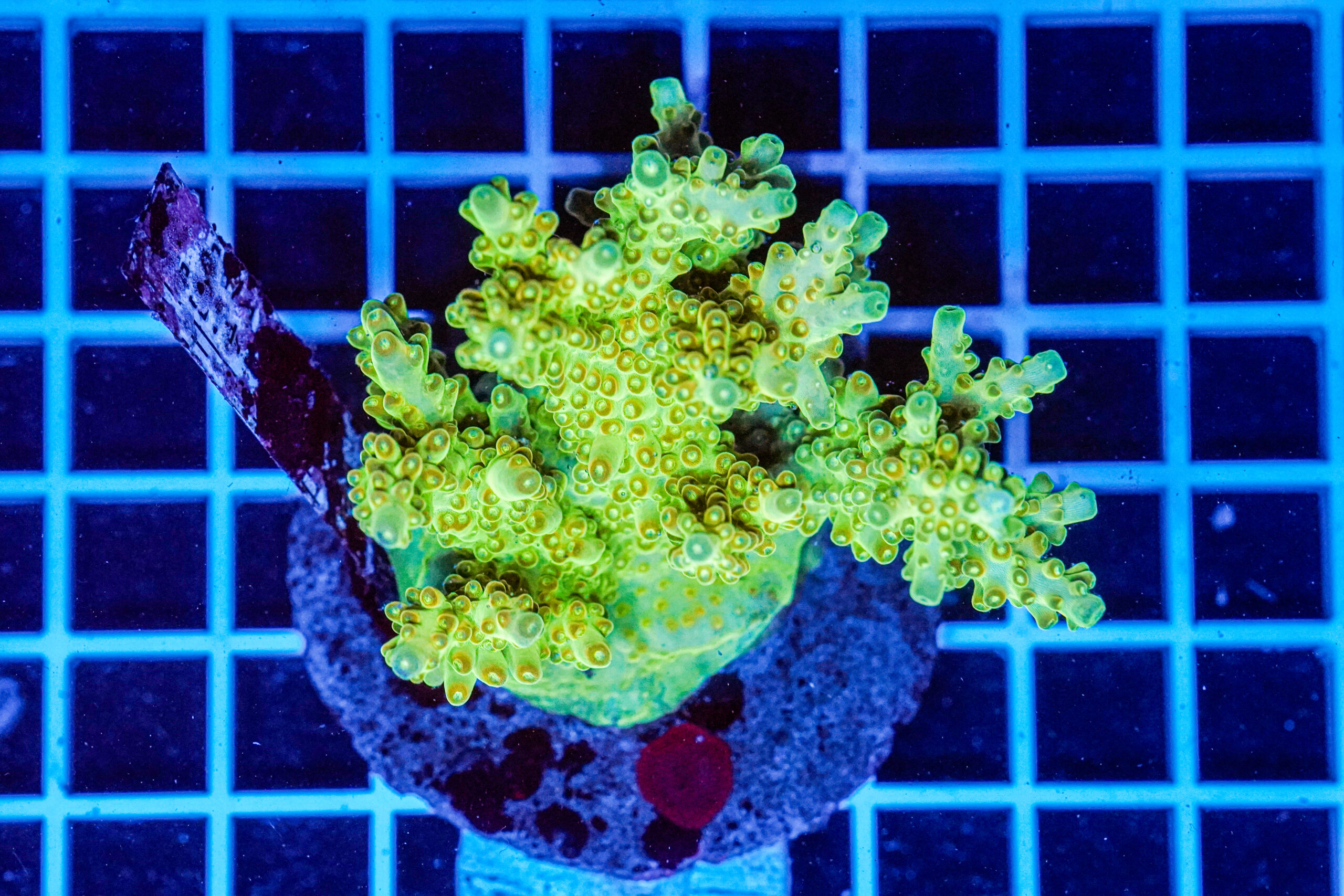 Acropora spp. WYSIWYG16 – Mini Colonia SPS