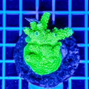 Acropora spp. WYSIWYG17 – Mini Colonia SPS
