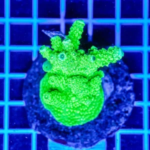 Acropora spp. WYSIWYG17 – Mini Colonia SPS