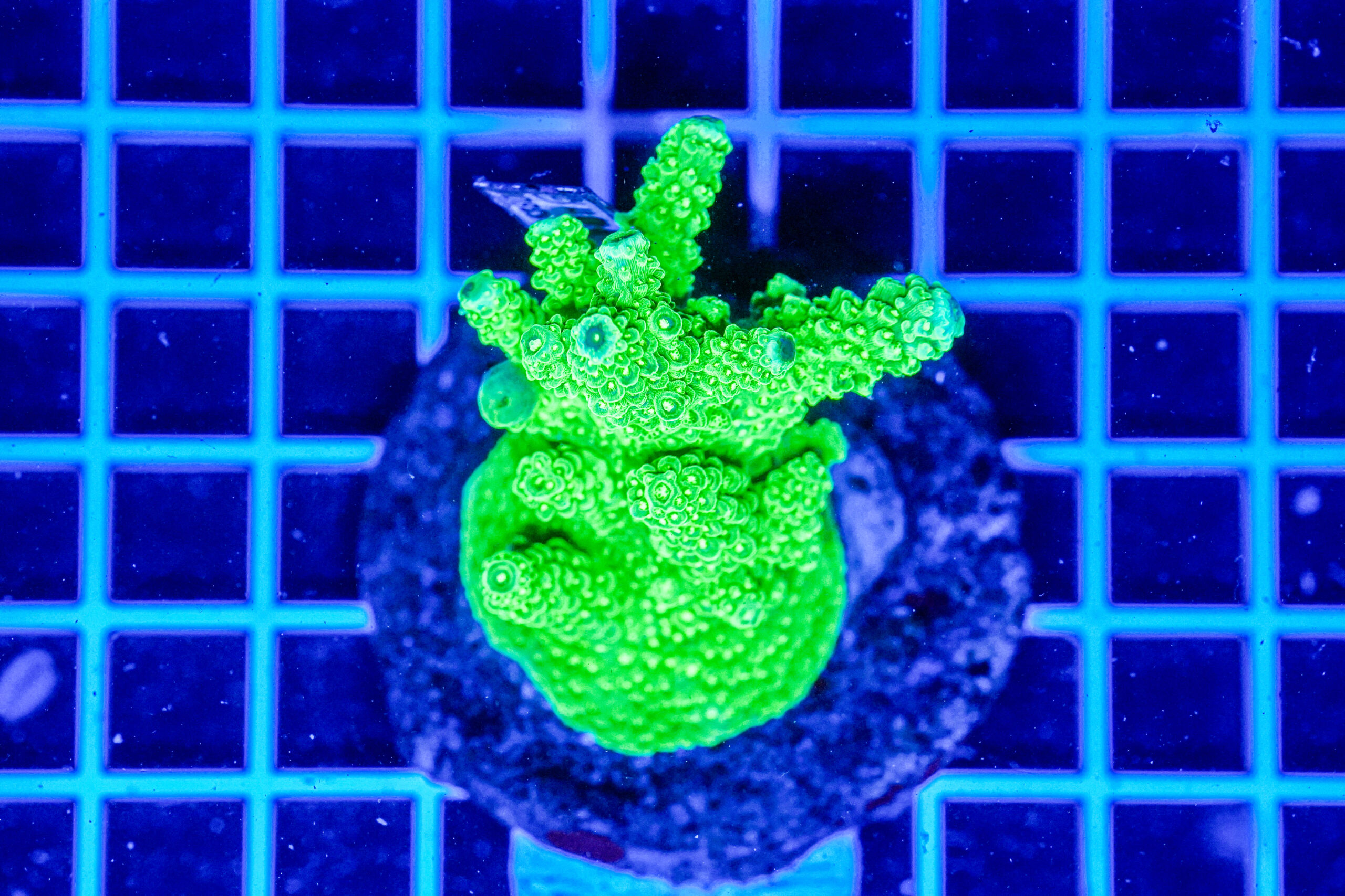 Acropora spp. WYSIWYG17 – Mini Colonia SPS