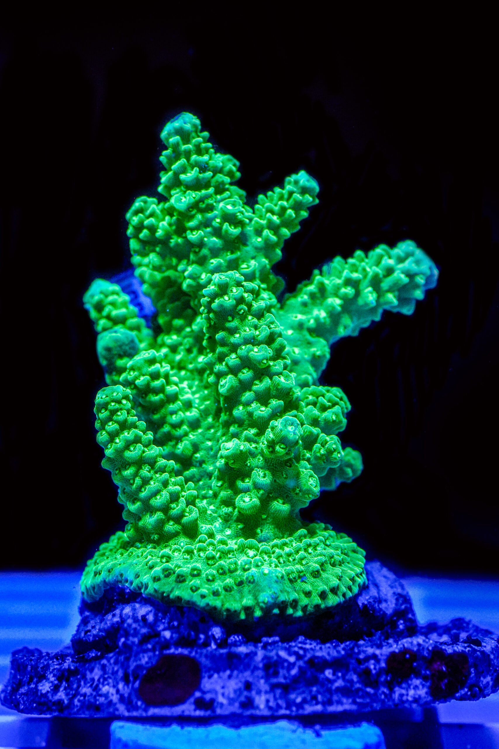 Acropora spp. WYSIWYG17 – Mini Colonia SPS - immagine 2