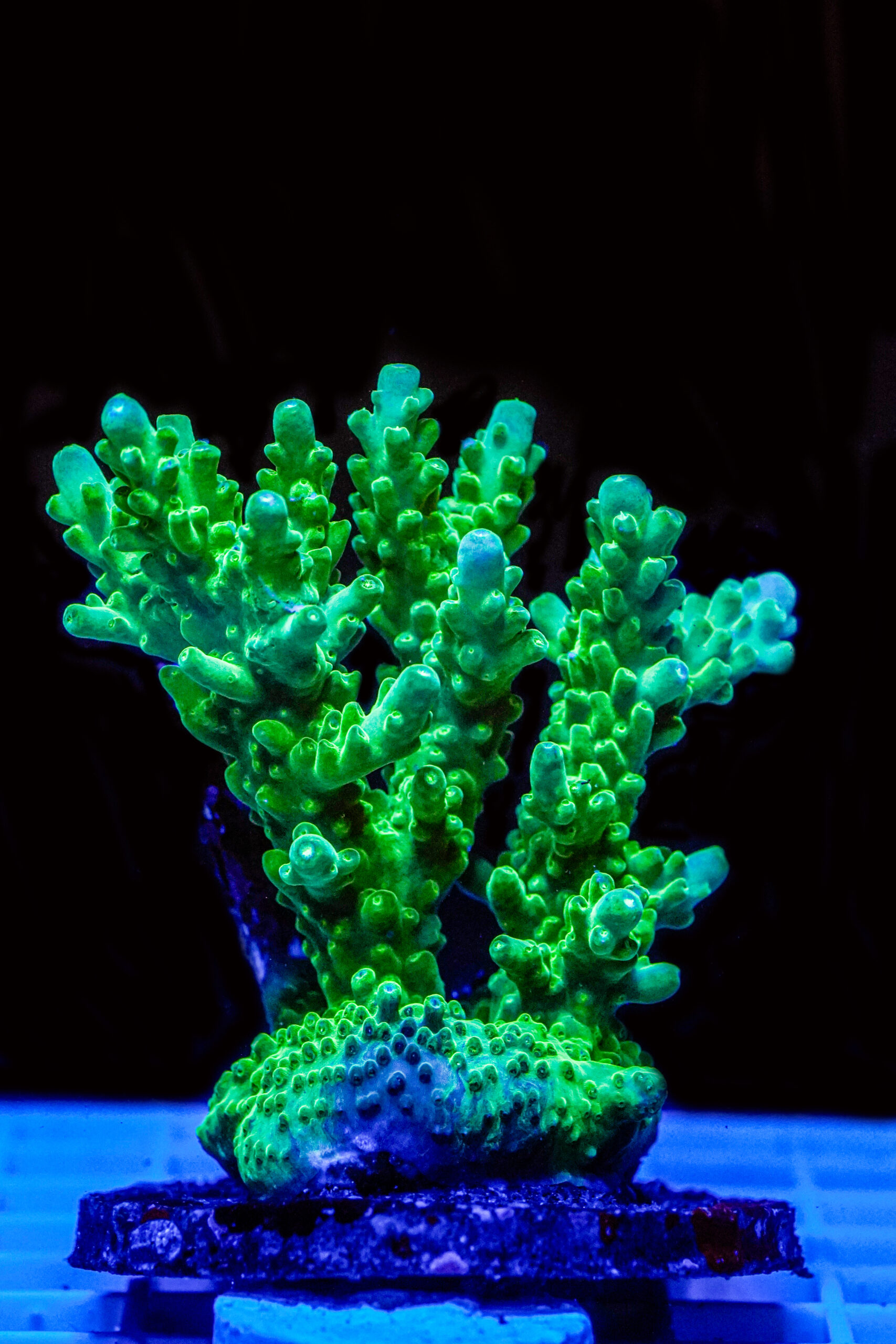 Acropora spp. WYSIWYG18 – Mini Colonia SPS - immagine 2