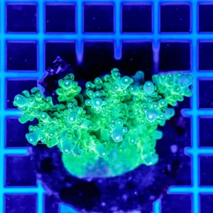 Acropora spp. WYSIWYG18 – Mini Colonia SPS