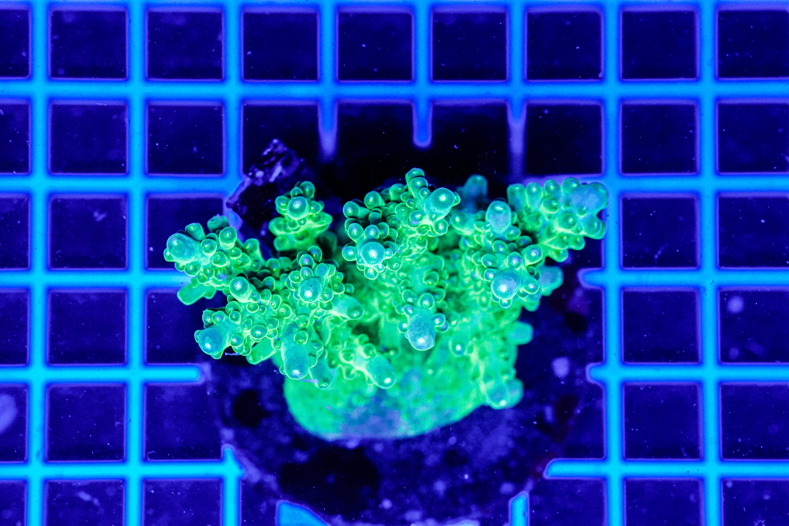 Acropora spp. WYSIWYG18 – Mini Colonia SPS