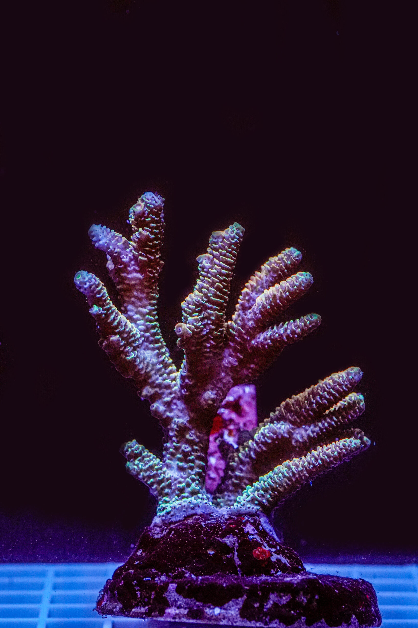 Acropora spp. WYSIWYG2 – Mini Colonia SPS - immagine 2