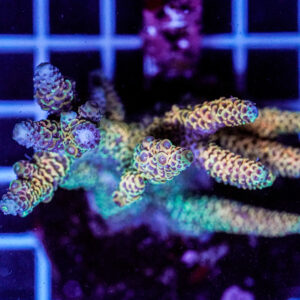 Acropora spp. WYSIWYG2 – Mini Colonia SPS