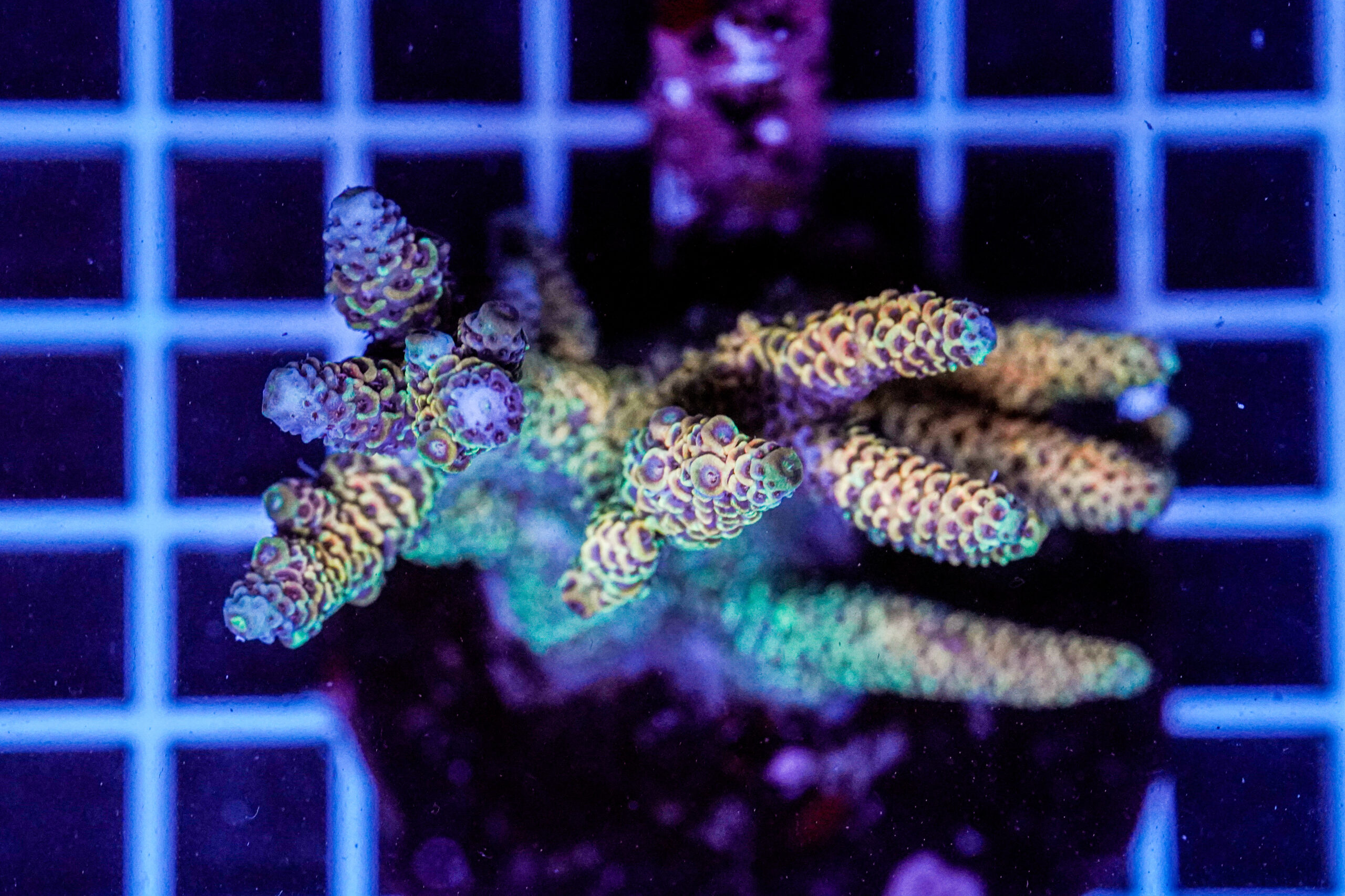 Acropora spp. WYSIWYG2 – Mini Colonia SPS