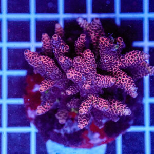 Acropora spp. WYSIWYG3 – Mini Colonia SPS