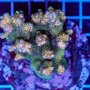 Acropora spp. WYSIWYG4 – Mini Colonia SPS