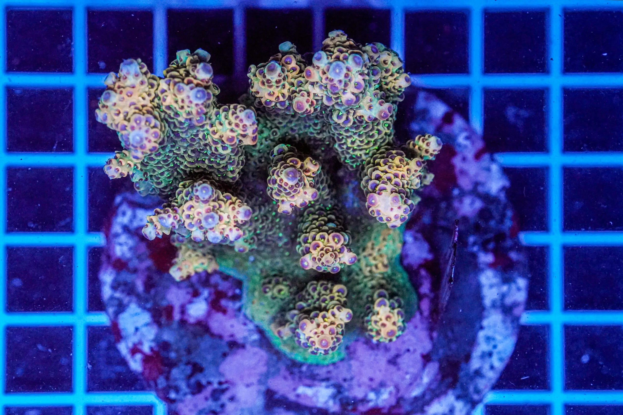Acropora spp. WYSIWYG4 – Mini Colonia SPS